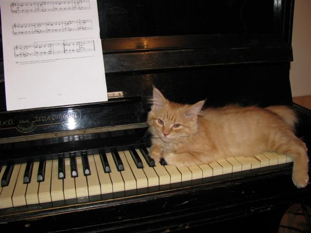 Копия 99954276-1-original [kote na pianine] (Small).jpg