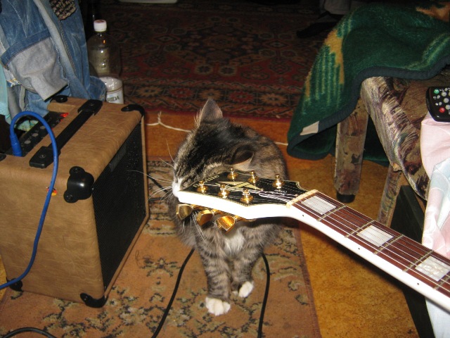 котэ.jpg